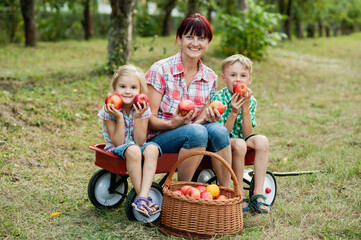 Naklejka na ściany i meble Family picking apples on farm in autumn. Children with mother playing in tree orchard. Cute little girl and boy eating red delicious fruit. Harvest Concept. Apple picking. Woman and children