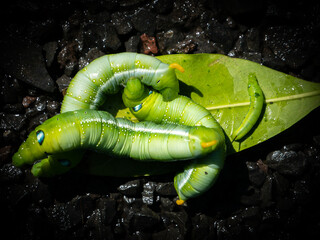 Caterpillars Crawling on The Leaves