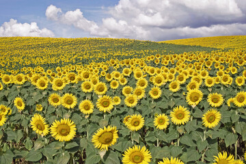 field of sunflowers
