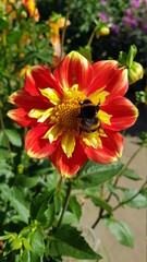Honey bee on colorful dahlia flower