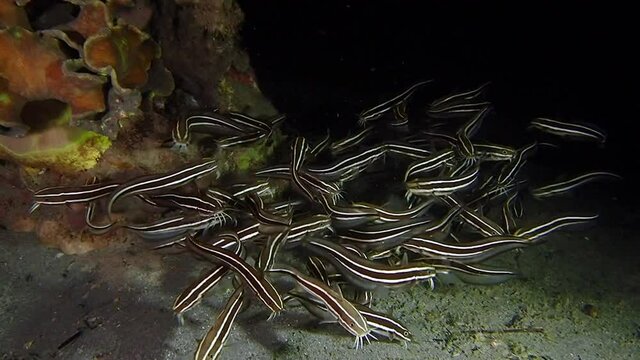 A large school of striped raphael catfish (Platydoras armatulus) swimming around each other in circles. The fish are black with white stripes, and they are swimming close to the seafloor at a reef.