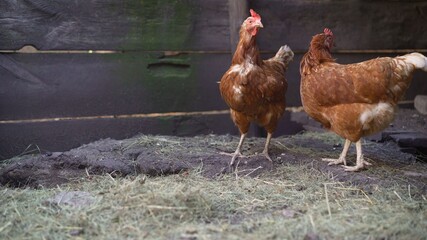 Egg laying hens at free range farm. Brown hens on the farm in spring.