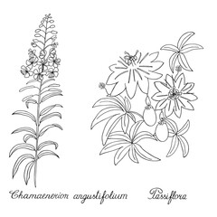 Passion flower, passiflora. rosebay willowherb, fireweed. Sketch. - 418910821