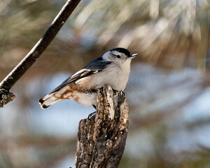 White-Breasted Nuthatch Stock Photos. Nuthatch close-up profile view perched on a tree stump with a blur background in its environment and habitat. Image. Picture. Portrait.