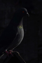 pigeons are resting on the roof.