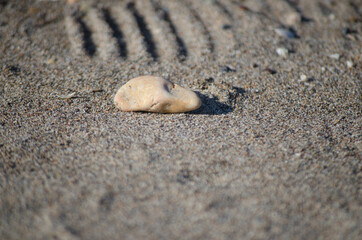 shell on the beach like alien head and astronaut footprint in lunar soil