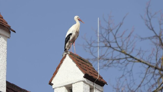 Storch auf einem Hausdach