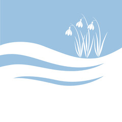 Fototapeta premium spring snowdrop flower