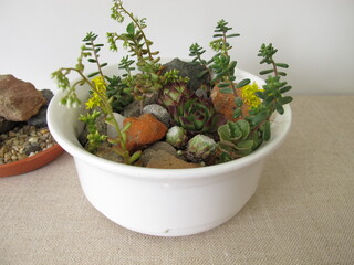Small rock garden in a planting bowl, flower pot with rock garden plants