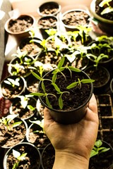 A hand holding a plant of seedlings in pots, organic home vegetable cultivation, zero waste urban gardening