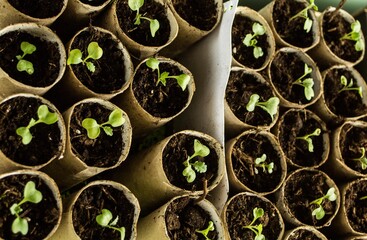zero waste home gardening, growing vegetable seedlings in rolls of toilet paper as an ecological way of growing plants on your home windowsill in the city