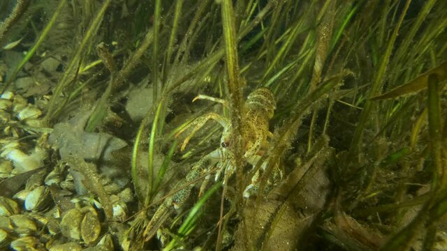 Close-up of the Crayfish moves back hiding in the grass