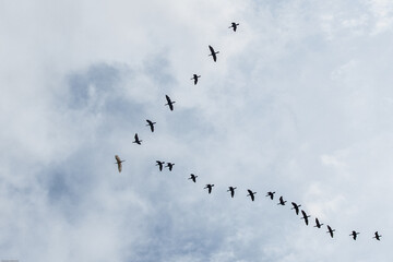 Flock - Birds flying over the Joanopolis dam in the interior of São Paulo