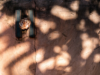 Metal Rose Sign on The Old Cement Wall