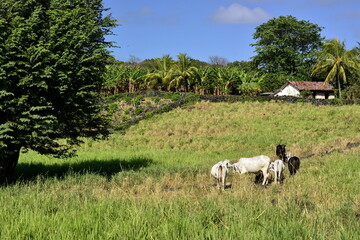 Paisajes y rincones de la isla de Ometepe, situada en el lago Cocibolca, en el sur oeste de Nicaragua