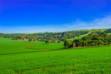 wheat plantation, agriculture and development