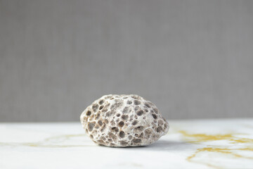 Stone with inprinted coral structure