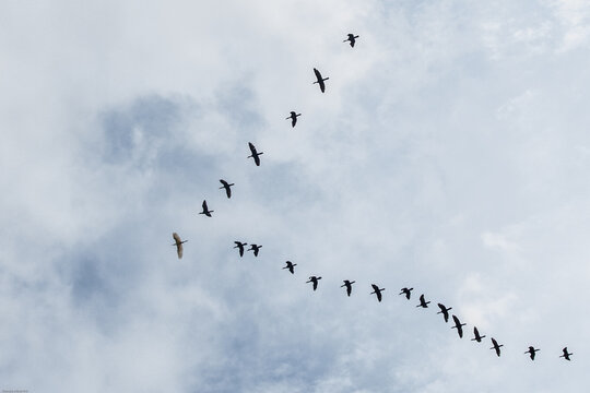 Flock - Birds flying over the Joanopolis dam in the interior of S&atilde;o Paulo