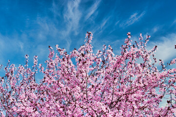 Copa de un árbol almendro en flor durante el inicio de la primavera