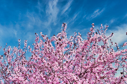 Copa de un &aacute;rbol almendro en flor durante el inicio de la primavera