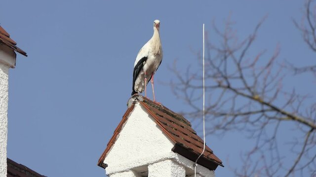 Storch auf einem Hausdach