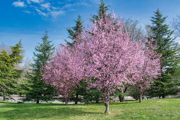 Parque con árboles abetos y almendros en flor al inicio de la primavera