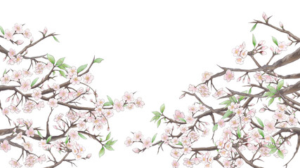 Naklejka na ściany i meble 桜の背景イラスト2/白背景