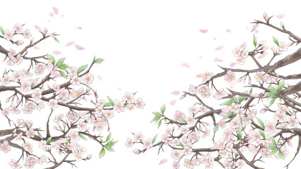 桜と花びらの背景イラスト2/白背景