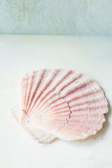 Jacobs shells on a soft blurred background, selective focus