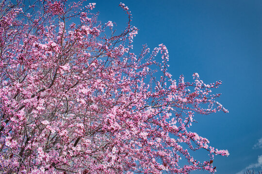 Ramas de árbol almendro en flor al inicio de la primavera