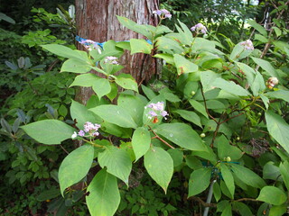 タマアジサイ　蕾