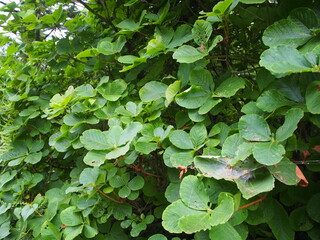 クロフネツツジの葉