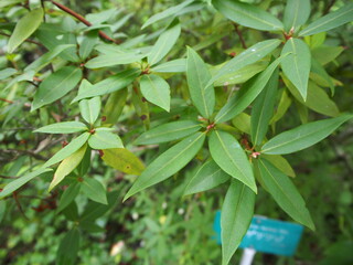 ヒカゲツツジの葉