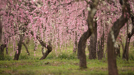 愛知県 名古屋市農業センターdelaふぁーむ 梅
