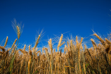 wheat plantation, agriculture and development