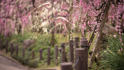 愛知県 名古屋市農業センターdelaふぁーむ 梅