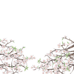 Obraz na płótnie Canvas 桜の背景イラスト3/白背景