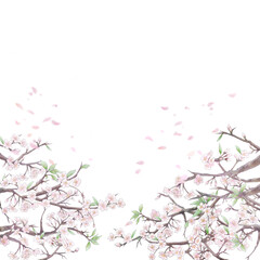 Obraz na płótnie Canvas 桜と花びらの背景イラスト3/白背景