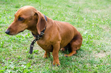 The dog lies on the grass, resting. Red dachshund
