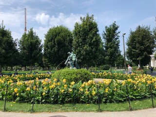 tulip garden in spring