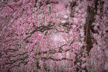 愛知県 名古屋市農業センターdelaふぁーむ 梅