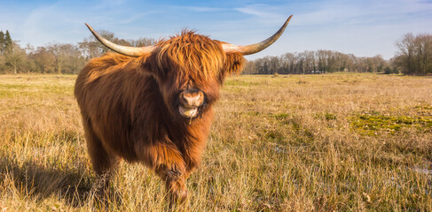 Panorama of a highlander cow in Drenthe, Netherlands