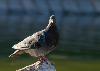 Pidgeon