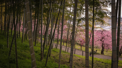 愛知県 名古屋市農業センターdelaふぁーむ 梅