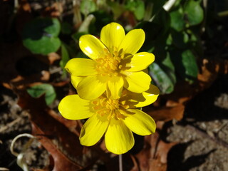 Closeup of yellow wildflowers in Spring