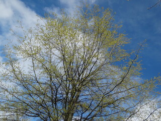 Springtime tree blossoms against bright blue sky with clouds