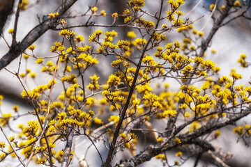 Cornus Officinalis or Sansuyu