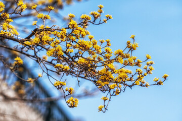 Cornus Officinalis or Sansuyu