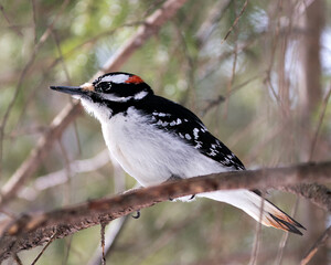  Woodpecker Stock Photos. Close-up profile view perched on tree branch and displaying feather plumage in its environment and habitat in the forest with a blur background. Image. Picture. Portrait