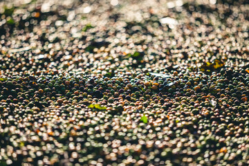 Plantação, Colheita e Secagem de Café